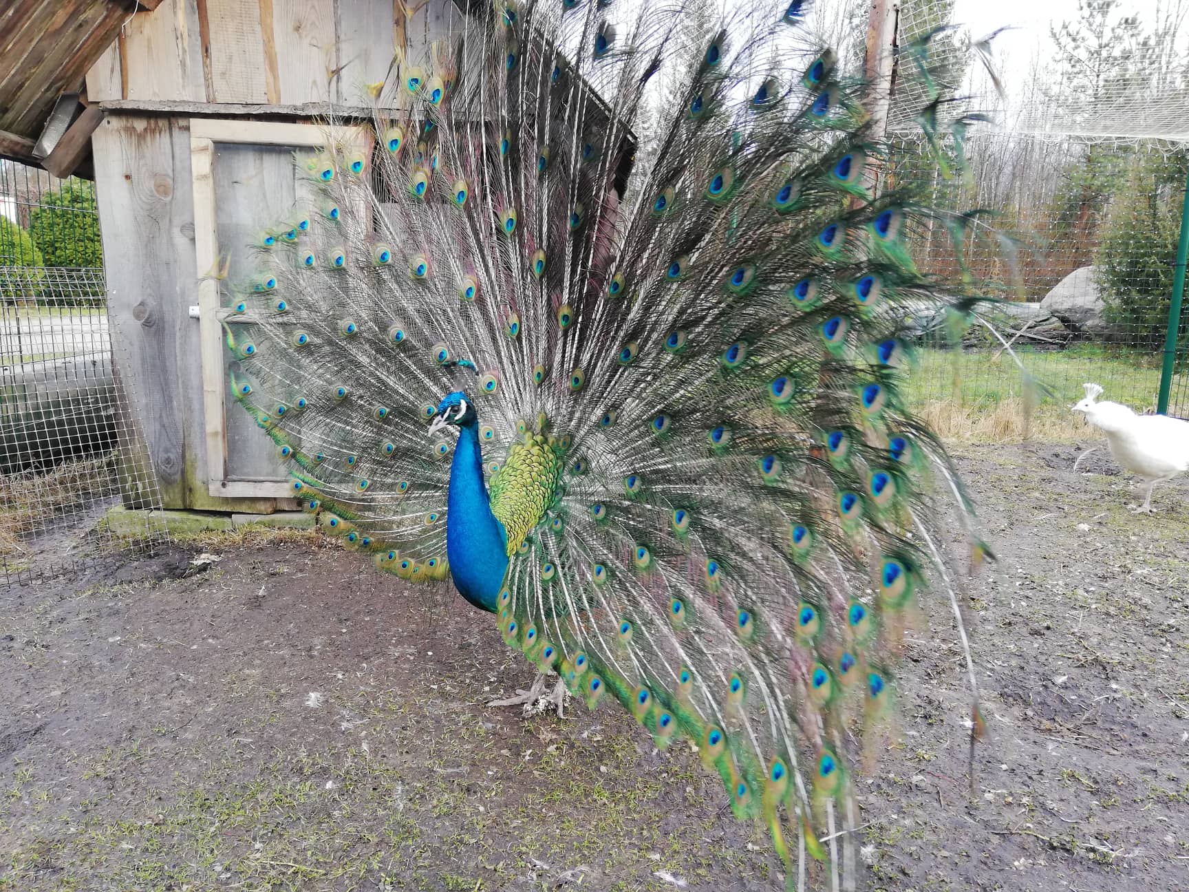 Paabu 1